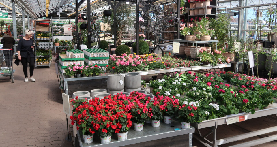 Plantasjen har butikker i Norge, Sverige og Finland. Ill.foto fra Plantasjen i Skedsmo. Plantasjen har butikker i Norge, Sverige og Finland. Ill.foto fra Plantasjen i Skedsmo