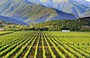 Vinmark i «vinens vugge», Kakheti i Georgia.