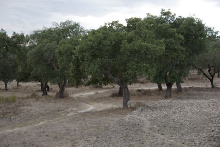 I Alentejo-regionen i Sør-Portugal ligger verdens største skog av korkeik. Foto: Colourbox I Alentejo-regionen i Sør-Portugal ligger verdens største skog av korkeik. Foto: Colourbox