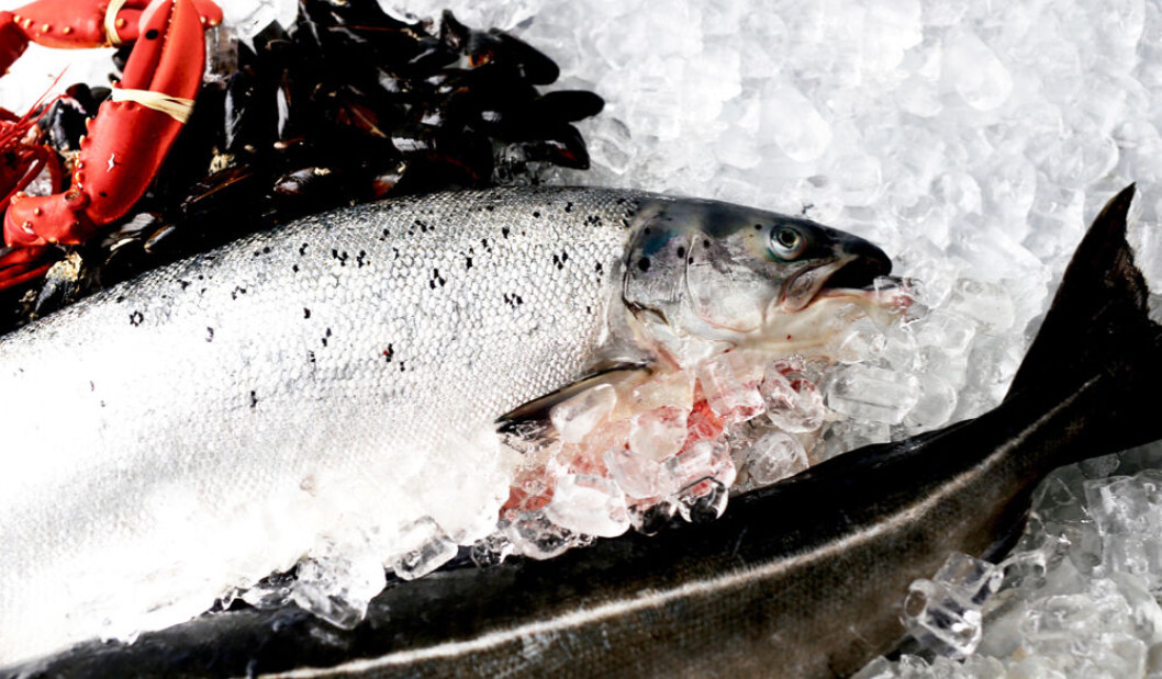 FERSK FISK PÅ DAGEN: Kolonial.no garanterer at du hos dem får fisken hjem til deg samme dagen som den er skåret og pakket. (Foto: KOLONIAL.NO) FERSK FISK PÅ DAGEN: Kolonial.no garanterer at du hos dem får fisken hjem til deg samme dagen som den er skåret og pakket. (Foto: KOLONIAL.NO)