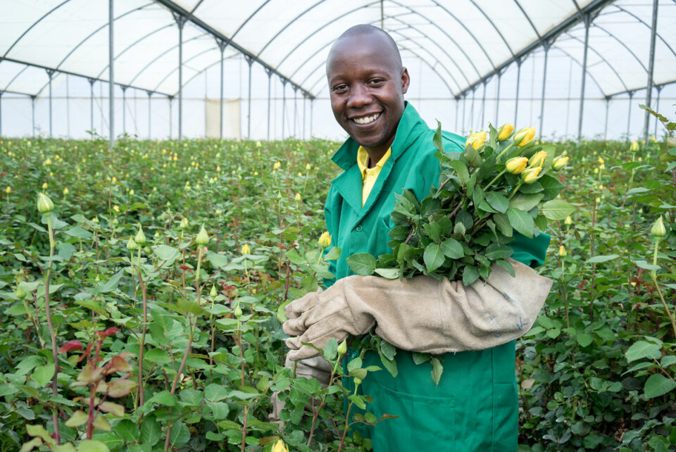 Ellias Walekhwa jobber ved den Fairtrade-sertifsierte roseplantasjen Oserian i Kenya. (Foto: Ola Höiden)