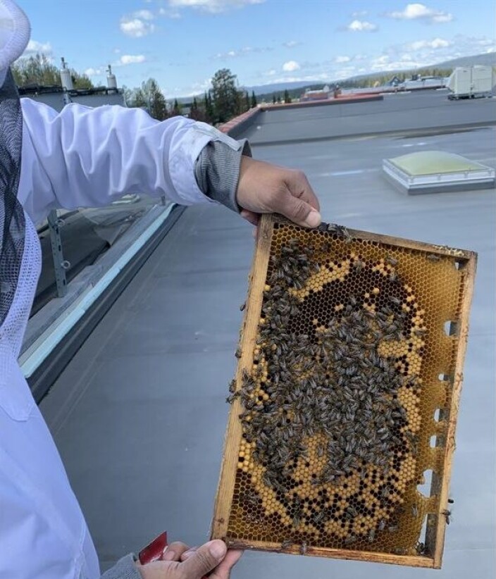 Bikuber på sentertaket kan være et bidrag til å bevare biene og til å lære unge mennesker i om bier.