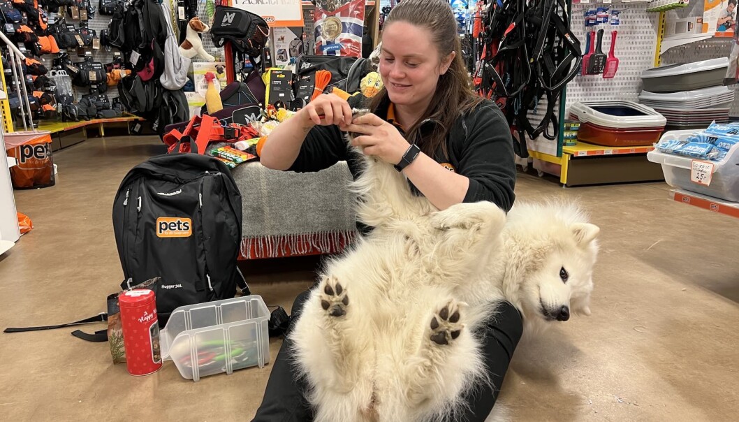 Her får hunden klippet neglene i butikken. Her får hunden klippet neglene i butikken.
