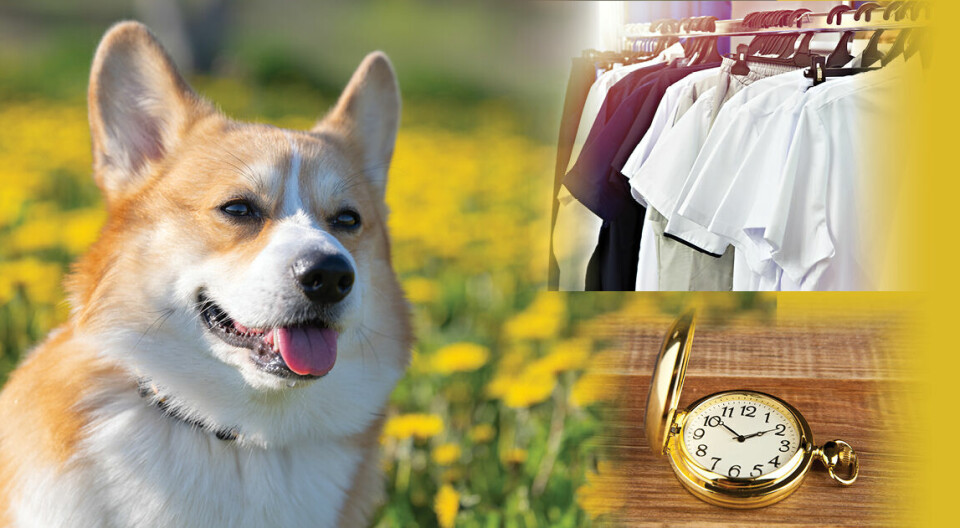fotomontasje: hund, klær, lommeur